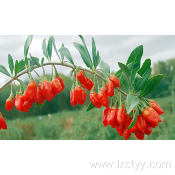 chinese wild red wolfberry